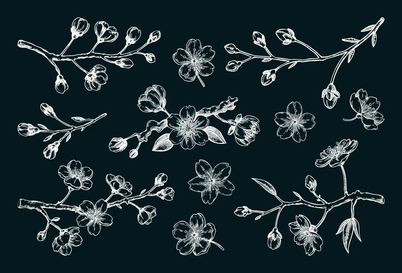 Sakura flower sketches. Cherry blossom vector illustration. Hand-drawn spring flower chalk drawings. Not AI generated Illustration